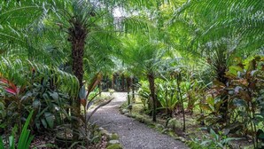 A pathway surrounded by lush greenery and palm trees. - Casa Naranja • Private Pool & Beach Access (Manzanillo)