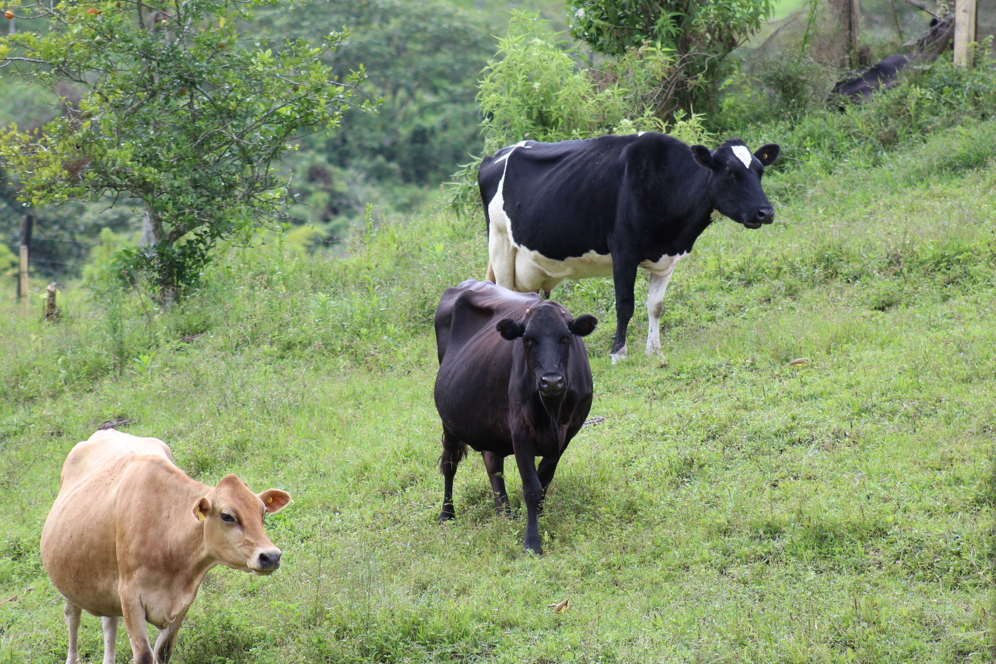 Three cows in a grassy field with trees in the background.