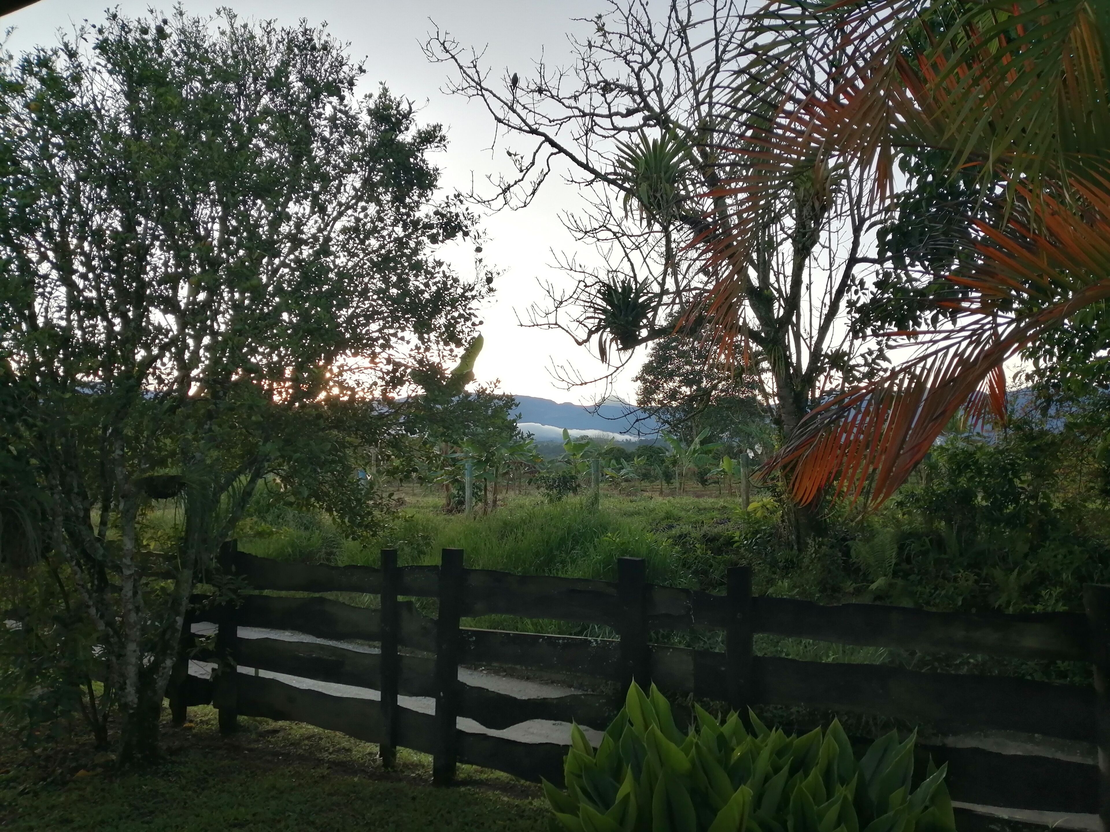 A wooden fence with a gate, surrounded by lush greenery and trees.