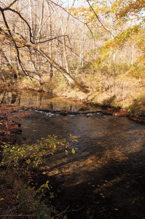 Un cours d’eau naturel bordé d’arbres et de feuillages.