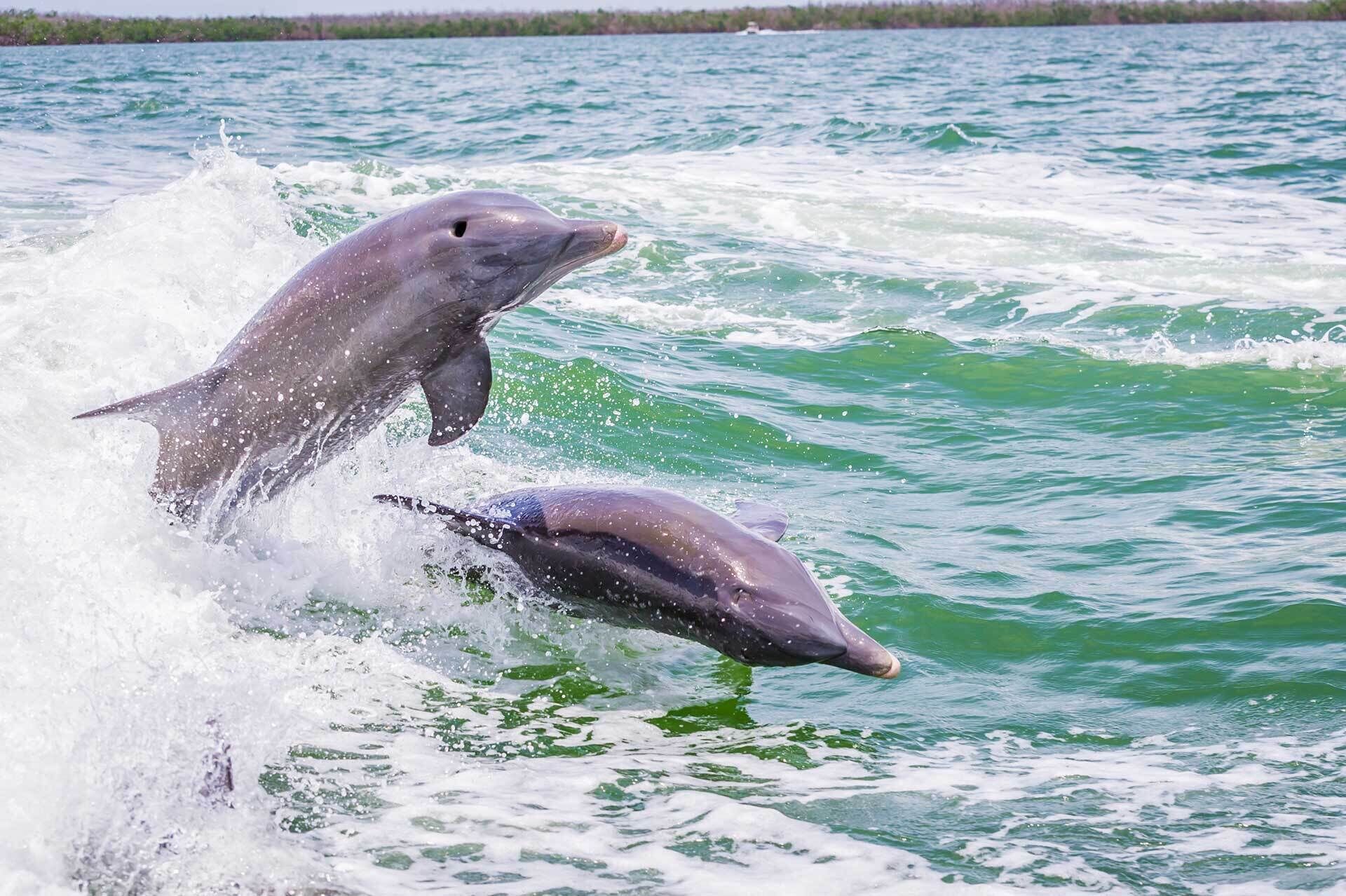 Two dolphins leaping out of the water.