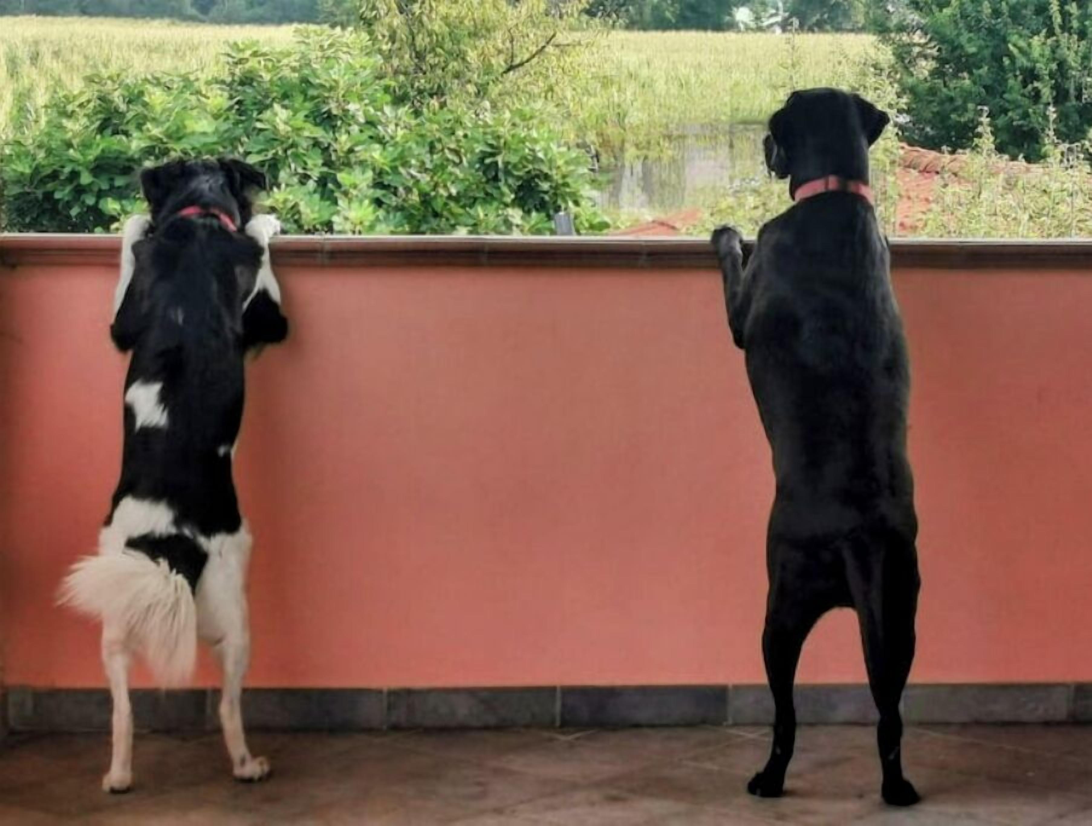 Two dogs standing on their hind legs, looking out over a wall with a view of a field and trees.