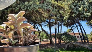 Une plante succulente en pot, placée dans un pot en métal, un lampadaire et une zone herbeuse avec des arbres et un bâtiment en arrière-plan.