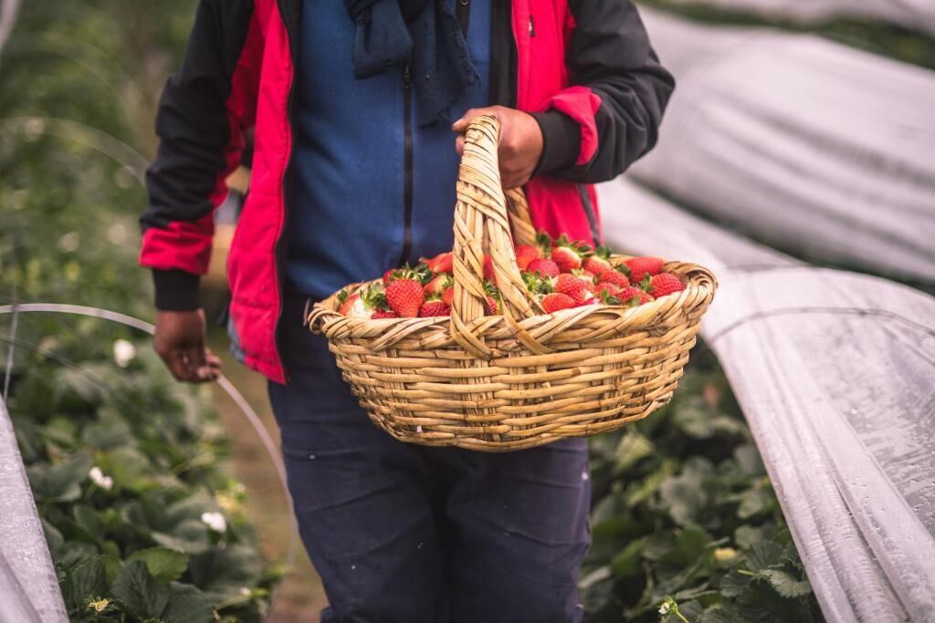A person holding a basket of strawberries in a field.