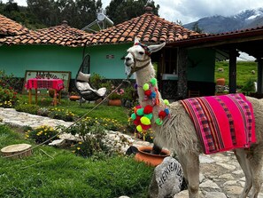 Una llama en un jardín con una casa al fondo.