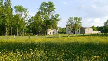 Et landligt landskab med en mark af gule blomster, et træhegn og en række gamle bygninger med et rustikt udseende.