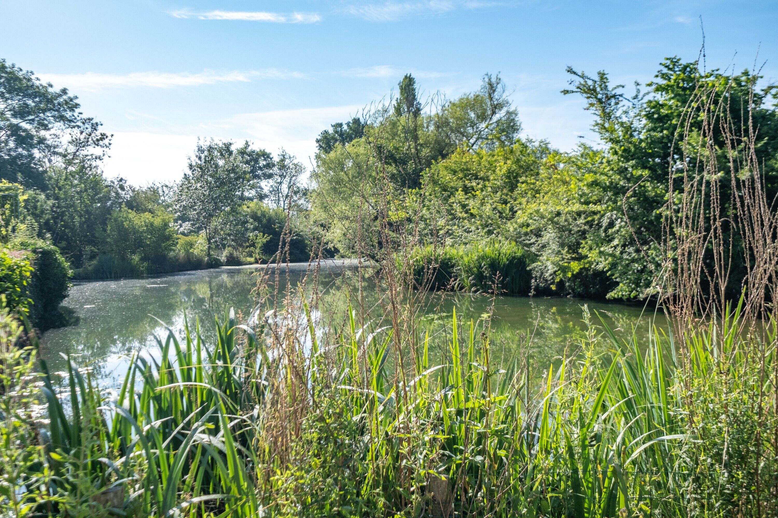 Ein Fluss, umgeben von dichtem Grün und Bäumen.