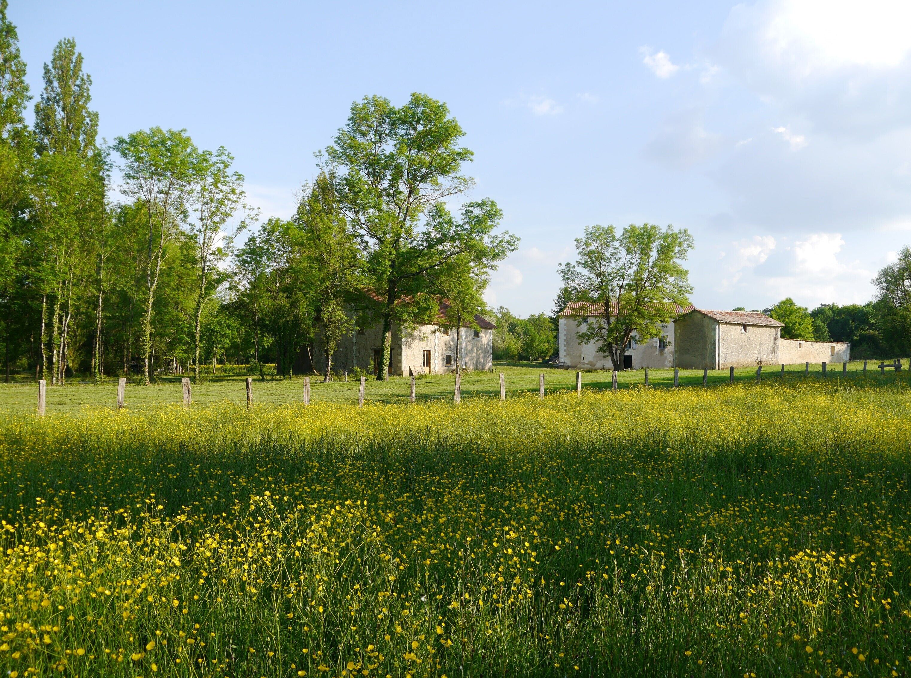 A rural landscape with a field of yellow flowers, a wooden fence, and a row of old buildings with a rustic appearance.