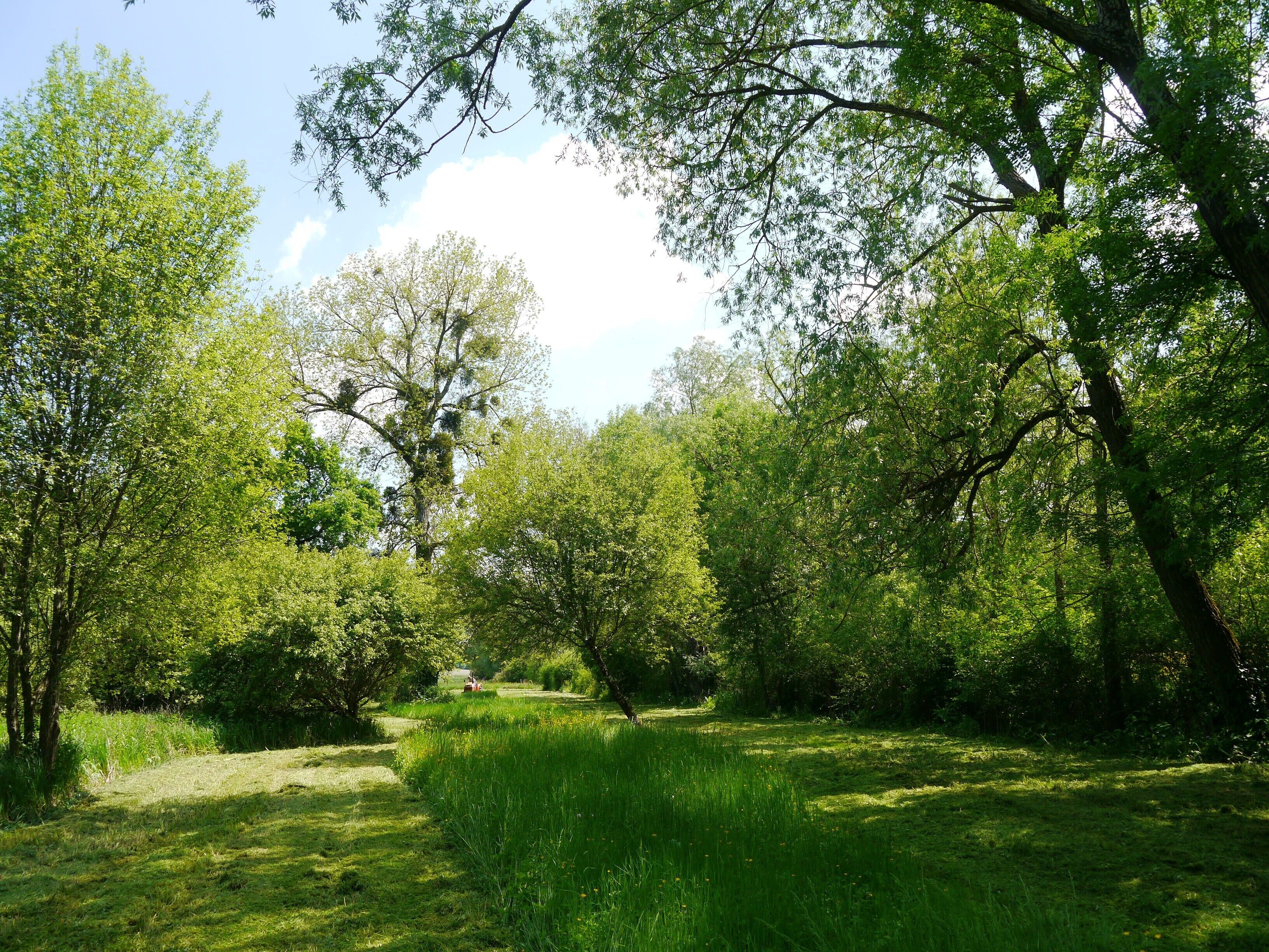 Un sentier qui traverse un parc verdoyant, bordé d’arbres et recouvert d’herbe.