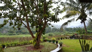 A lush garden with a variety of potted plants and a large tree. - Ella Nature Valley Homestay- Family Friendly Lovely Place surround by mountains. (Ella)