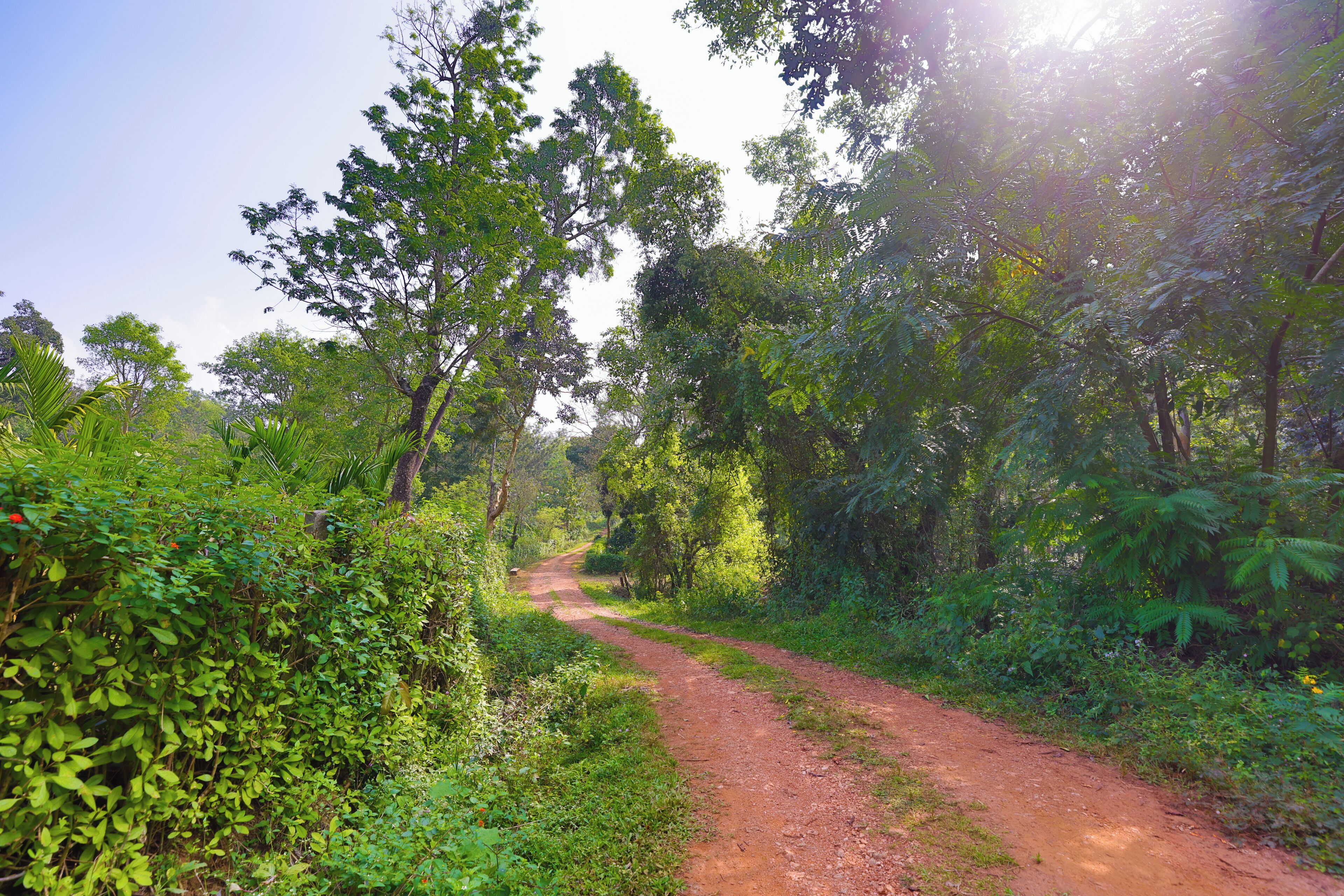 Un sentier de terre traverse une zone boisée, bordée de chaque côté d’une végétation dense.