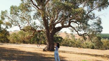 A person standing under a large tree in a dry, open landscape.
