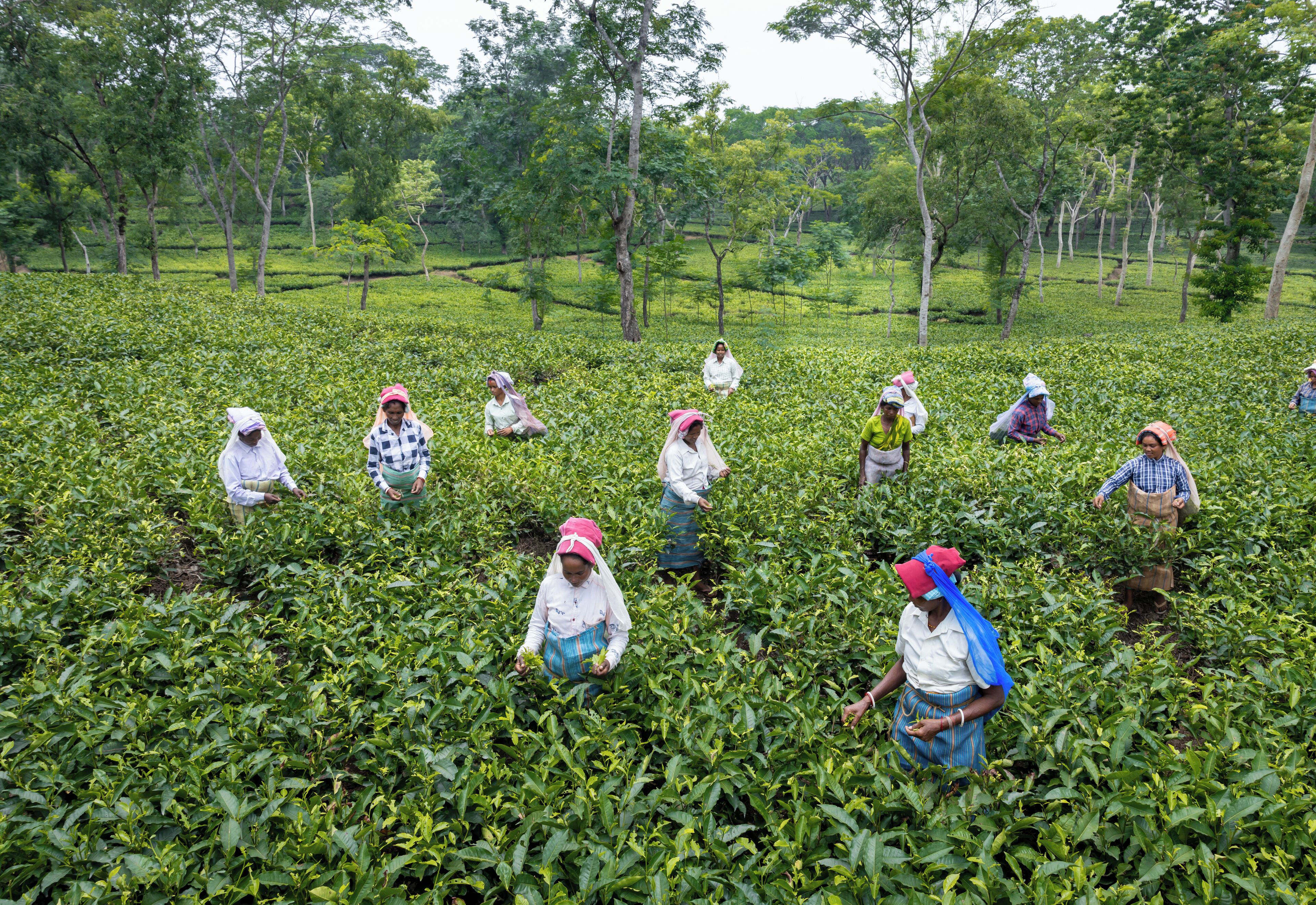 A group of people working in a lush green tea plantation.