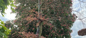 Gemütliche Ferienwohnung im Familiengeführten Gasthaus Wollscheid
