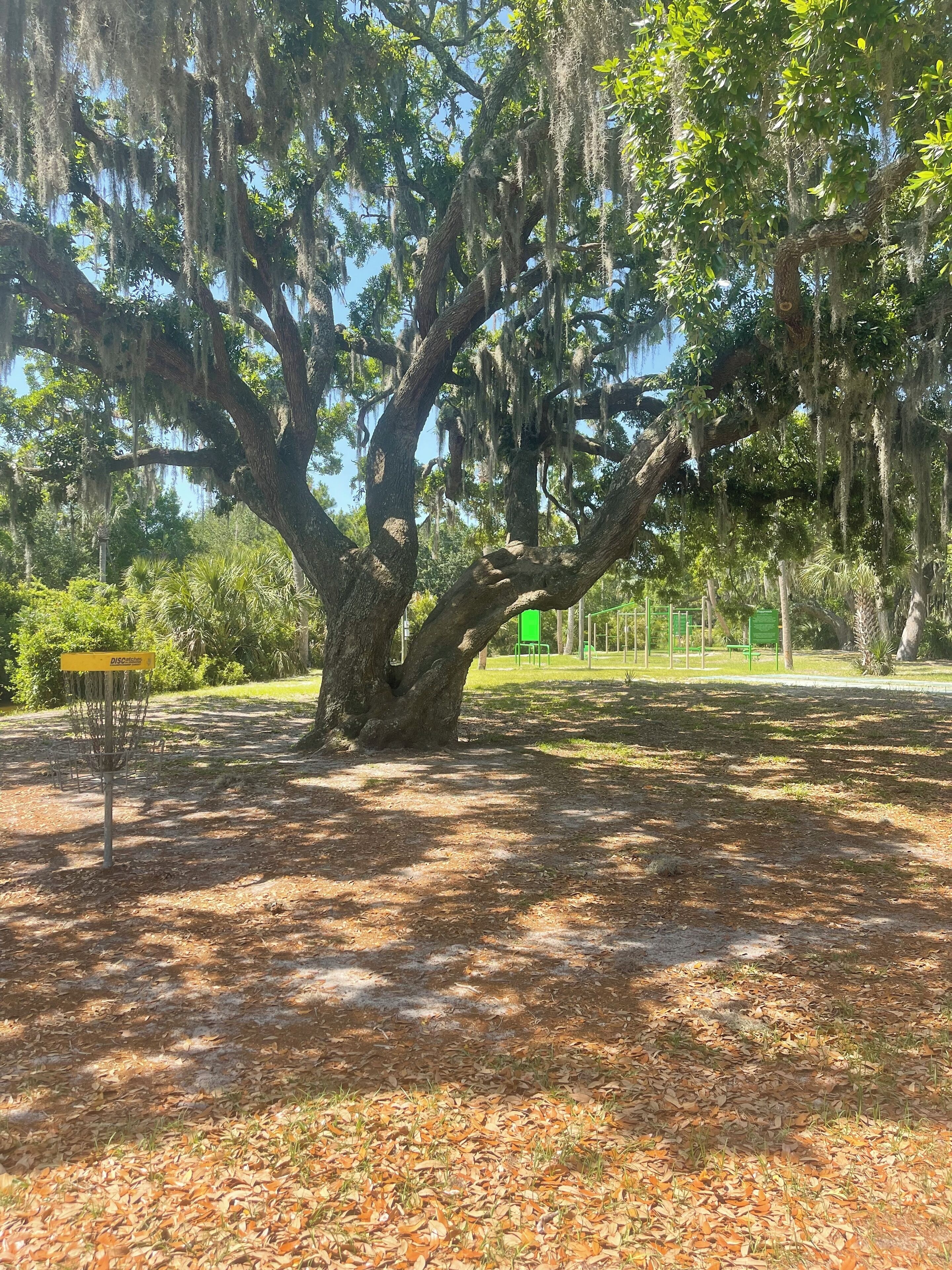 Un grande albero con muschio spagnolo, un cartello verde e un'area per il frisbee golf in un parco.