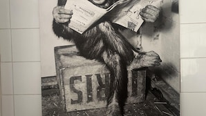 Um chimpanzé sentado em uma caixa de madeira com a palavra 'SIX' escrita, lendo um jornal.