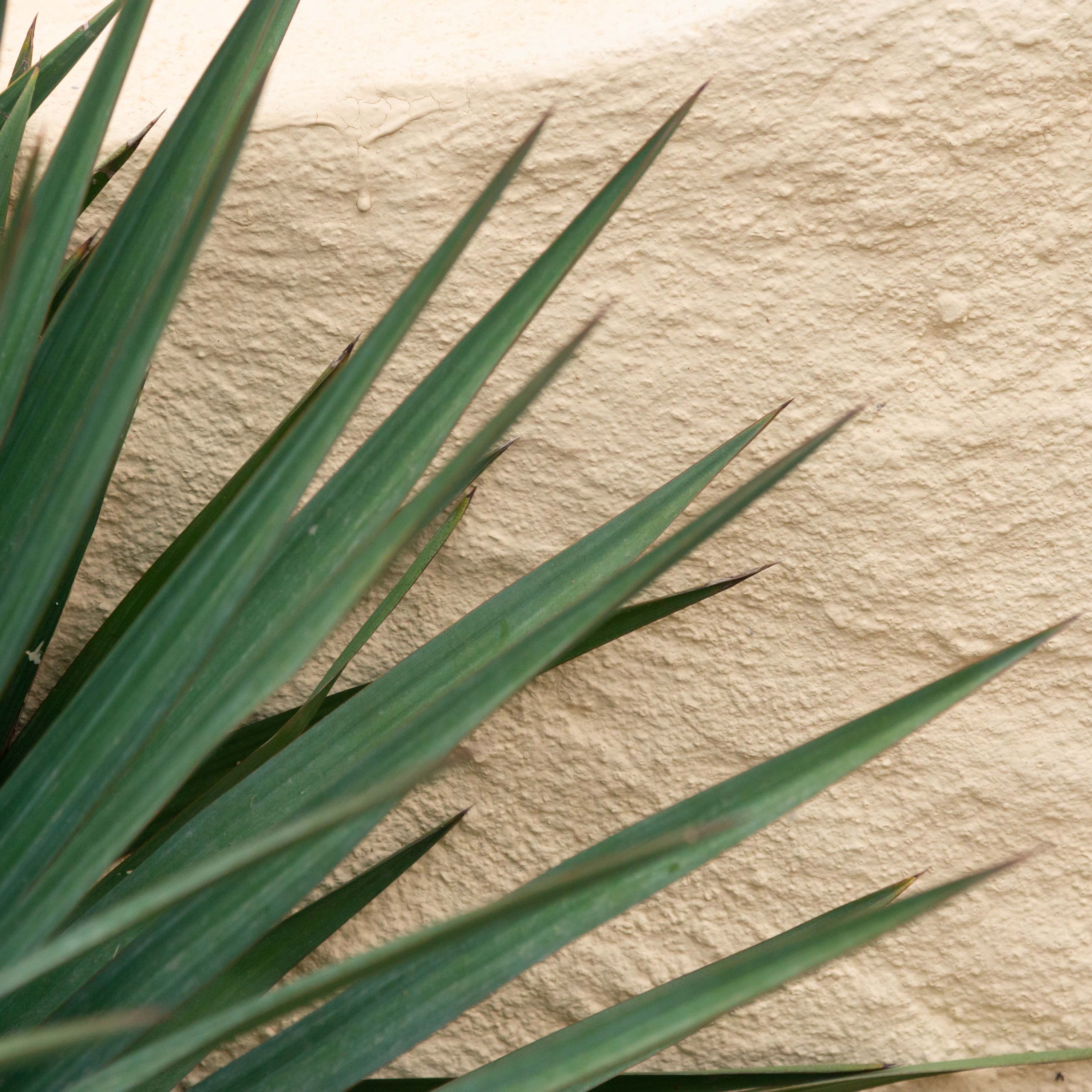 A plant with long, pointed leaves against a textured wall.