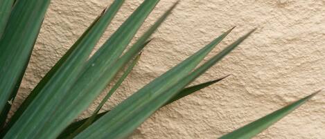A plant with long, pointed leaves against a textured wall.