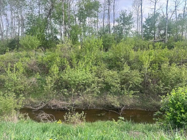 A natural landscape with a water body surrounded by dense vegetation and trees.