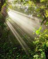 Un bosque denso con rayos de sol filtrándose entre los árboles.