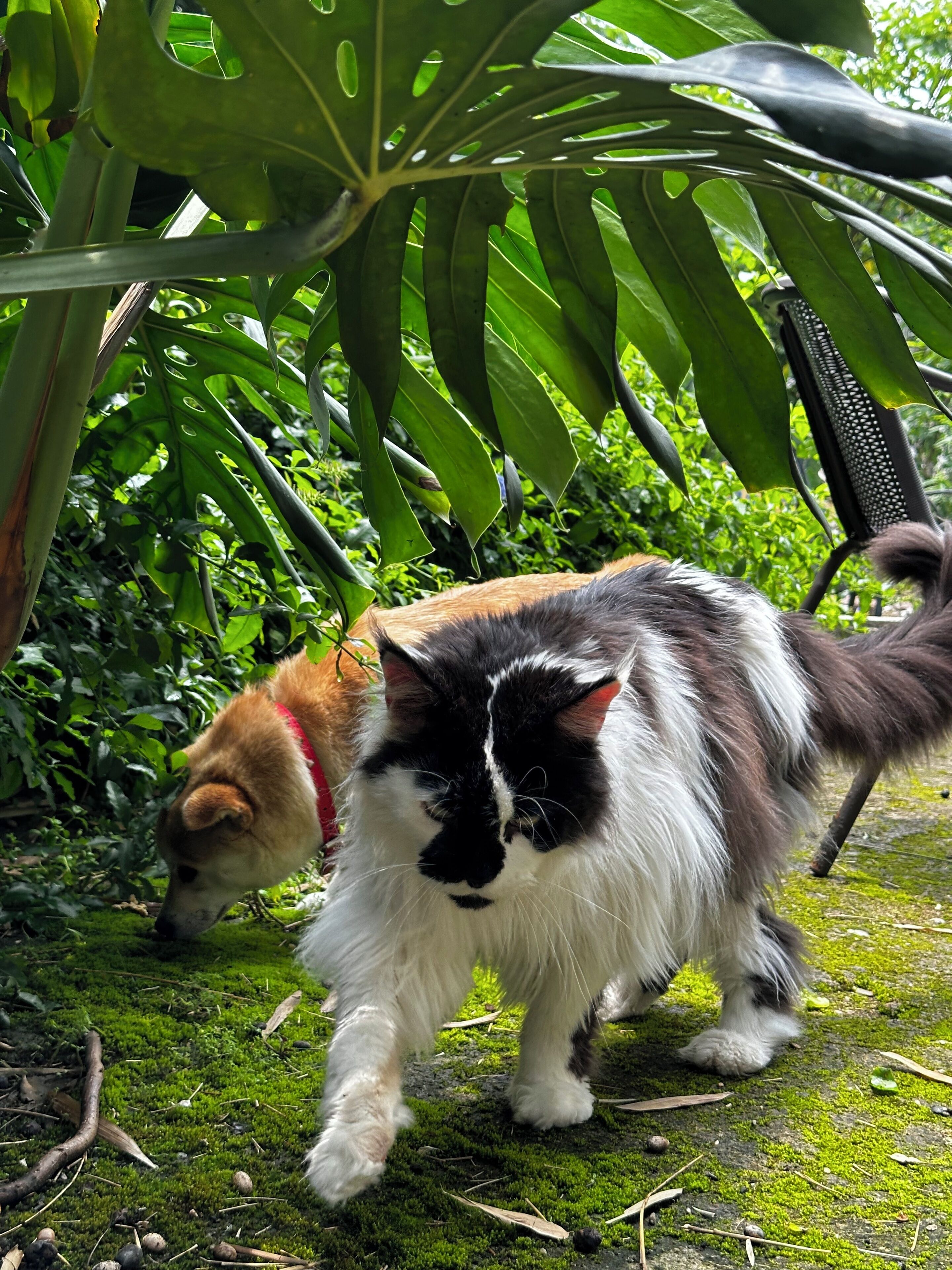 The Cosy Garden