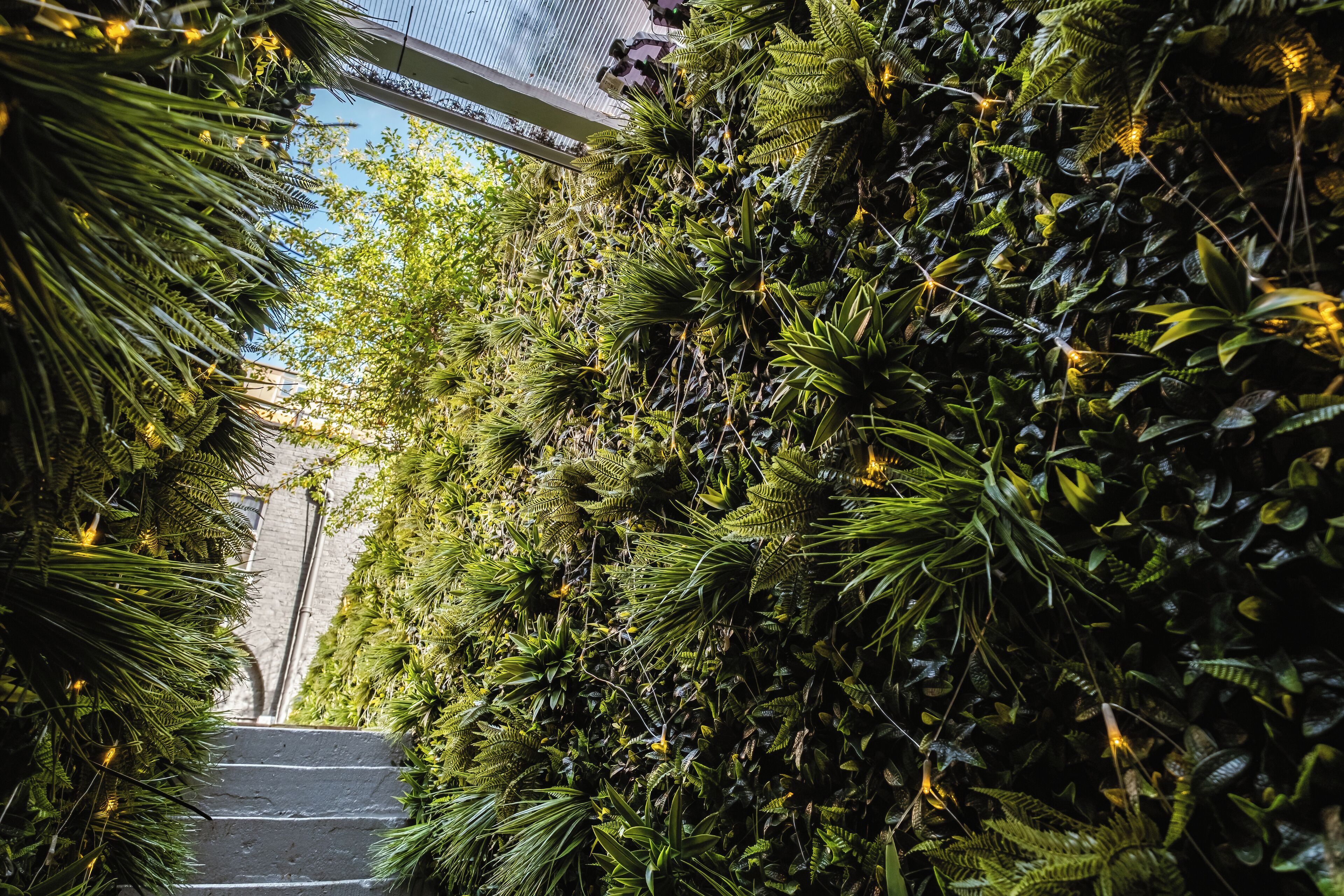 A staircase surrounded by dense green foliage, leading upwards.