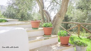 A set of stone steps leading up to a terrace with terracotta pots and a tree.