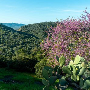 A cactus and flowering shrub in a lush, green landscape with rolling hills in the background. - Casa Cedro in Luddui (Budoni)