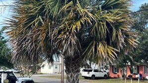 Una calle residencial con valla de piquetes blancos, una palmera y un Jeep Rubicon.