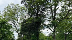 A paved pathway curving through a grassy park area with trees and a building in the background. - Cozy studio rental situated between Bedford and Lynchburg Virginia (Forest)