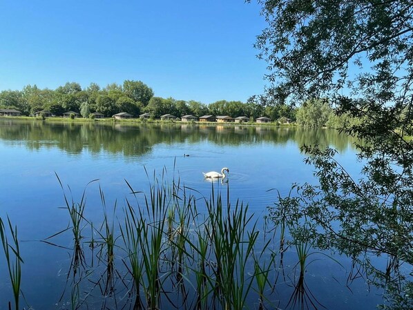A serene lake with a swan swimming, surrounded by greenery and houses in the background.