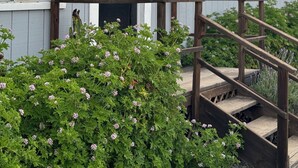 A gray building with a black door, white-framed windows, and a wooden staircase leading to a porch. - Rancho Dominique Valle de Guadalupe (Valle de Guadalupe)
