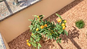 A plant with green leaves and yellow fruits in a planter.