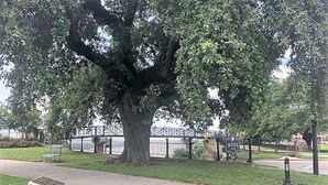 Ein Park mit einem großen Baum, einer Bank und einem Weg.