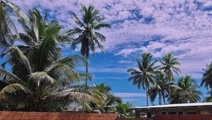 Zona de piscina con escalones de hormigón que bajan a la piscina, rodeada de palmeras y un cielo despejado.