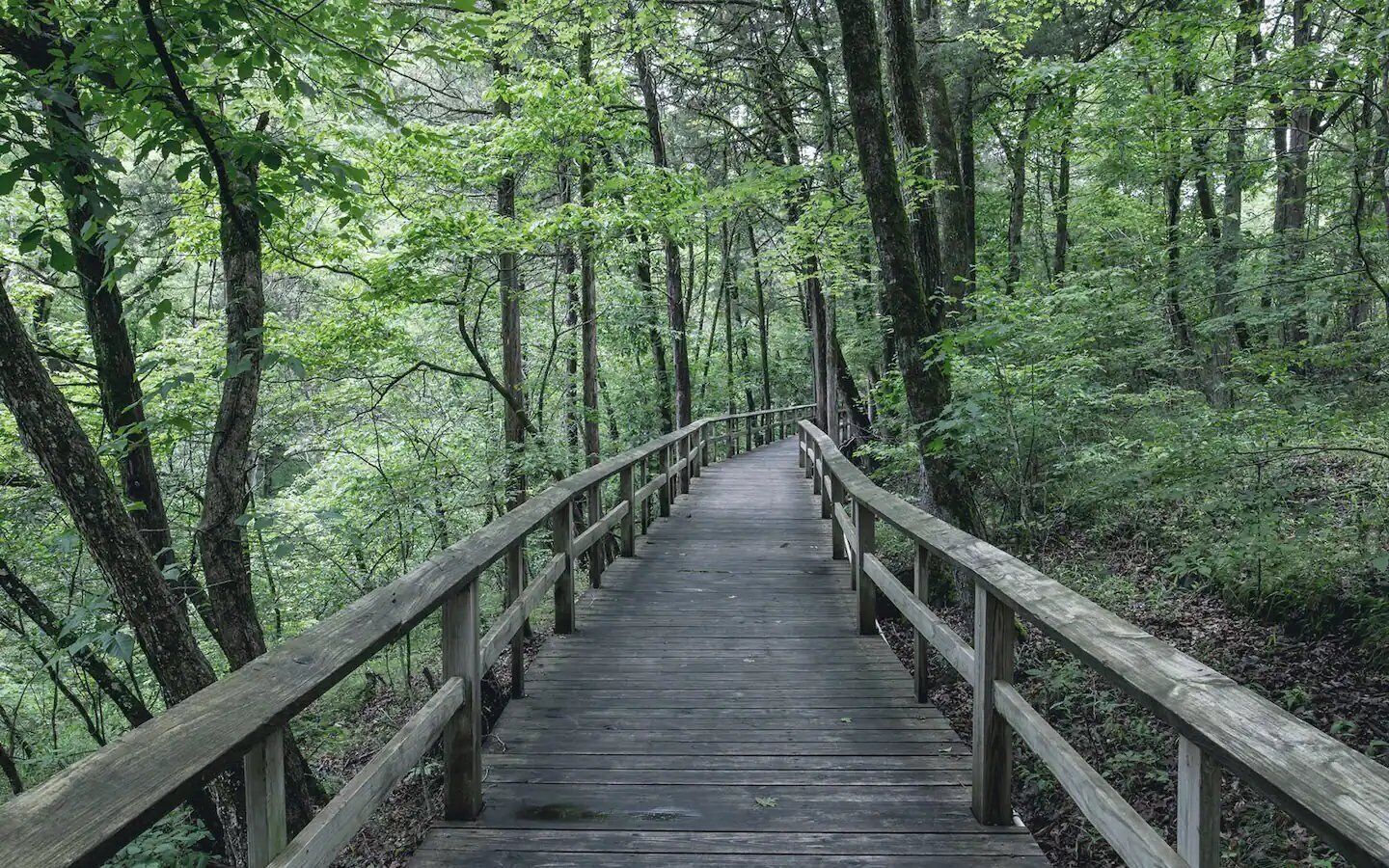 Una pasarela de madera que atraviesa un bosque.