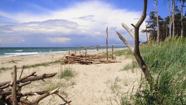 A beach with a sandy path, wooden debris, and trees. - Apartment 'Fewo 33 - Halbinsel Darss - Ostsee' with Private Terrace, Shared Garden and Wi-Fi (Wieck am Darß)