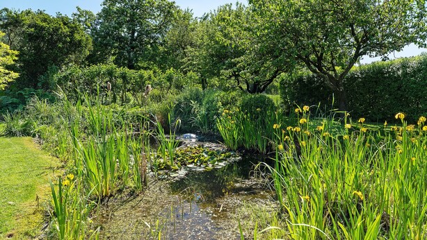 A natural landscape with a pond, greenery, and trees.