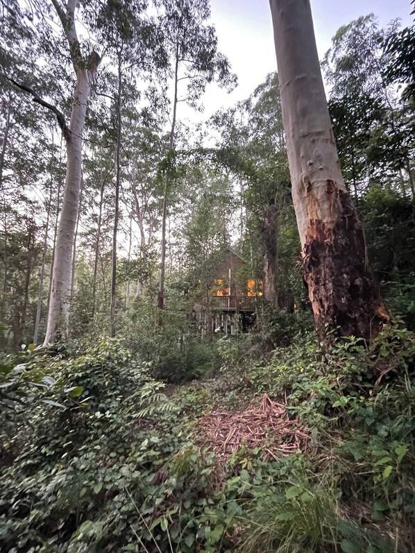 Property grounds - Tallgums - Immerse Yourself in Ancient Rainforest (Salisbury)