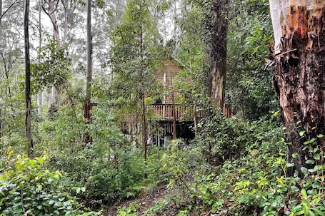 A cabin surrounded by dense forest with a wooden deck and a staircase leading to the entrance.. Tallgums - Immerse Yourself in Ancient Rainforest
