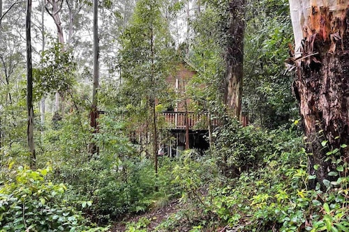 Tallgums - Immerse Yourself in Ancient Rainforest