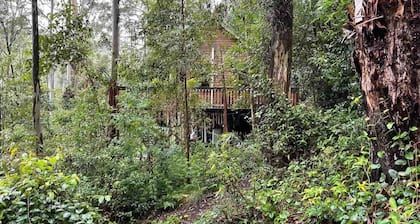 Tallgums - Immerse Yourself in Ancient Rainforest