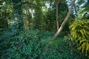 Escape to a serene tropical forest, surrounded by lush vegetation and towering trees.