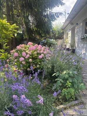 En have med hortensiaer og lavendel, en hvid bygning med veranda, og et træ.