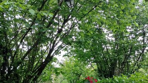 Unclassified image, 3 of 16, button - Camera immersa nel verde (Sorrento)