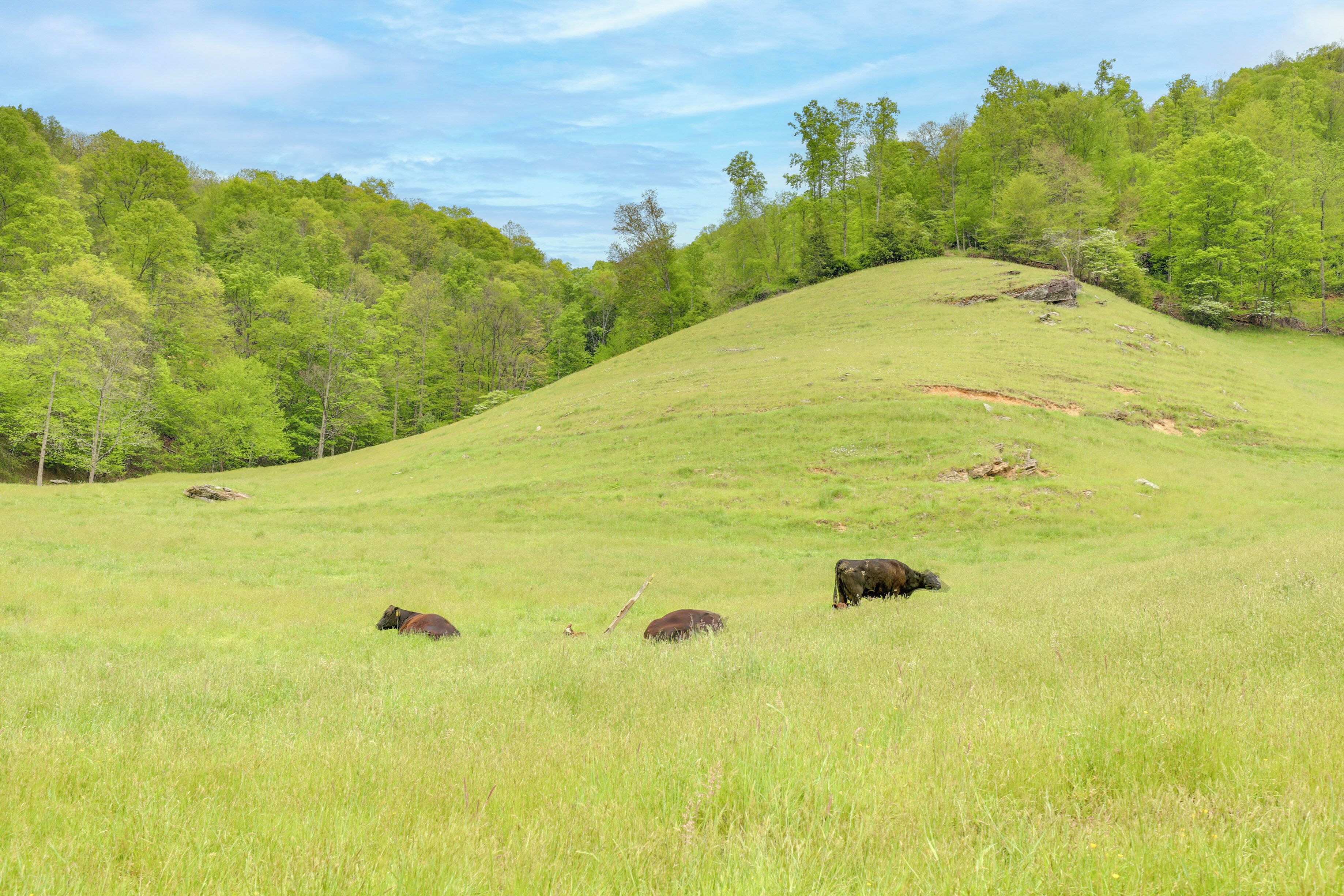 A grassy field with a few cows grazing.