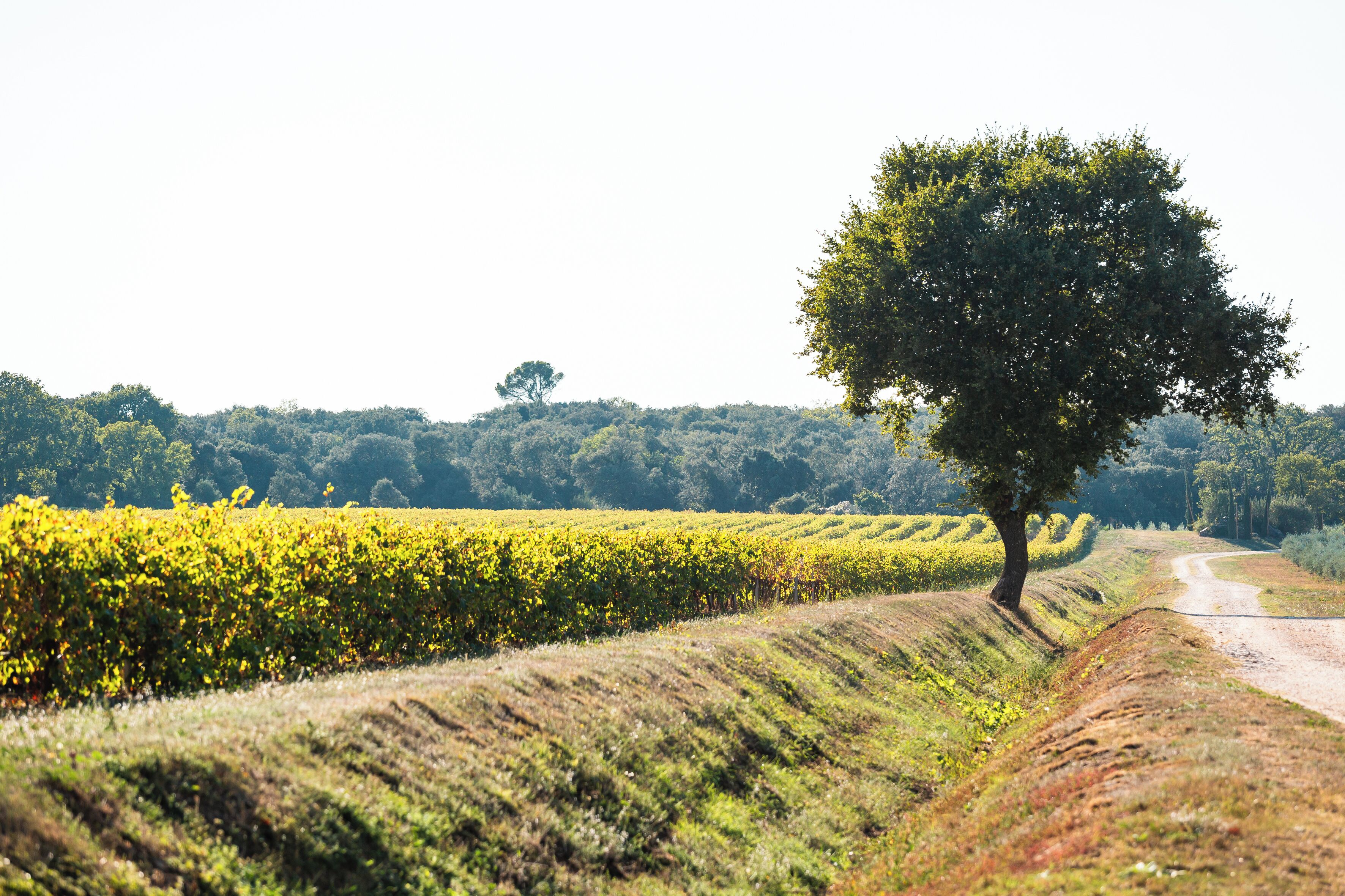 A rural landscape with a dirt road, a row of yellow crops, and a solitary tree.
