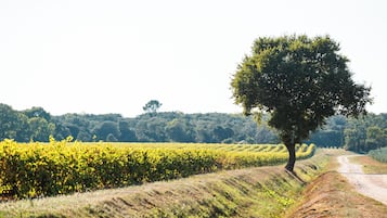 Un paysage rural avec un chemin de terre, une rangée de cultures jaunes et un arbre isolé.
