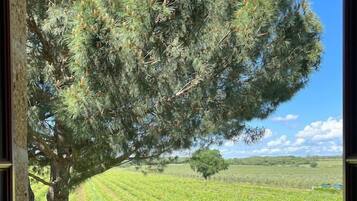 Logement des Vignes | View from room