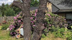 Un jardín con una estructura arbórea singular, una carretilla y arbustos florecientes.